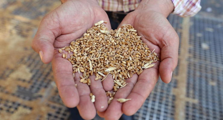 Турция собралась покупать украинское зерно с большой скидкой
