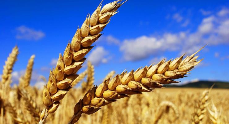 Украина наладила два пути экспорта зерна через Польшу и Румынию - СМИ