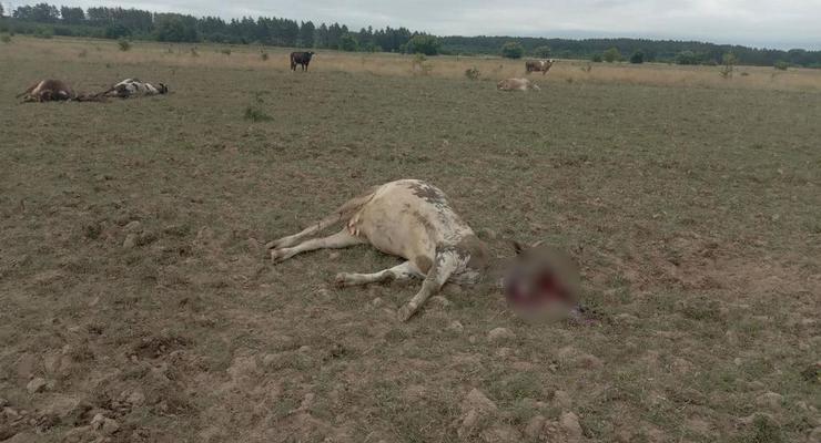 С территории РФ обстреляли пастбище с коровами на Черниговщине