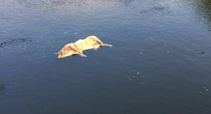 На Сумщине в реке обнаружен труп свиньи с чумой
