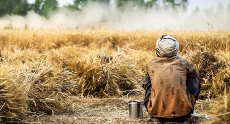Африка намерена самостоятельно выращивать зерно