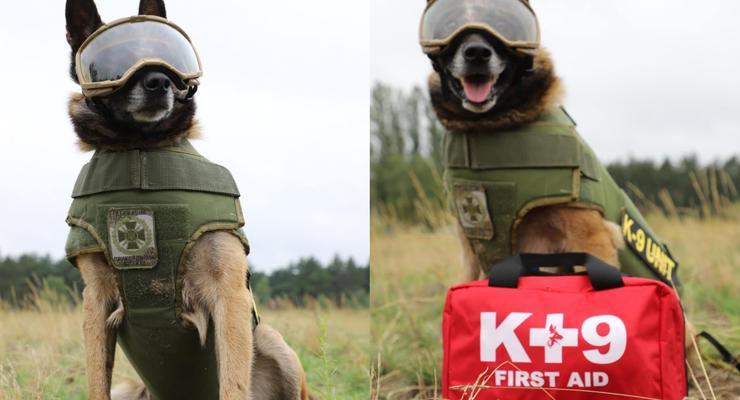 "Пес в окулярах та броніку": Прикордонна служба показала амуніцію для собак