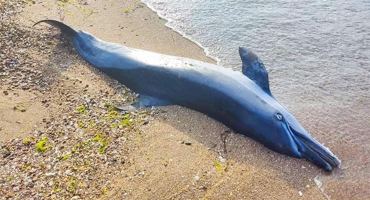 Из-за войны погибли десятки тысяч дельфинов – эколог