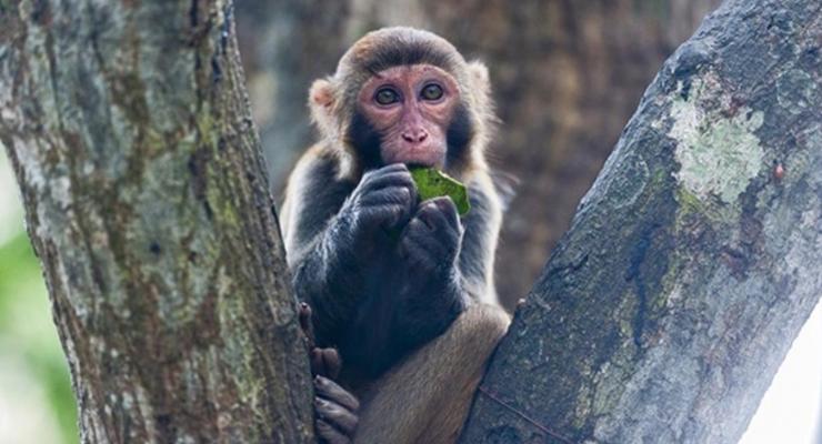 В Украине зарегистрирован первый случай оспы обезьян