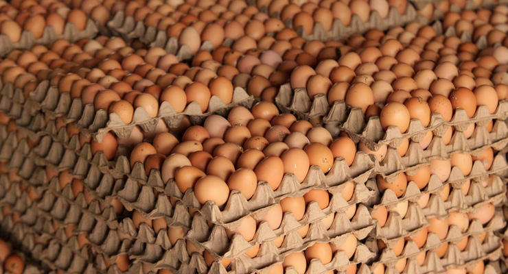 В Минагрополитики ответили, будут ли расти цены на яйца