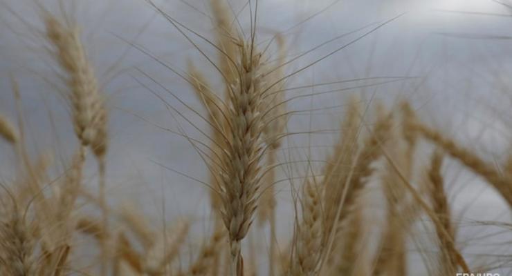 Польша обещает Украине помощь в экспорте зерна