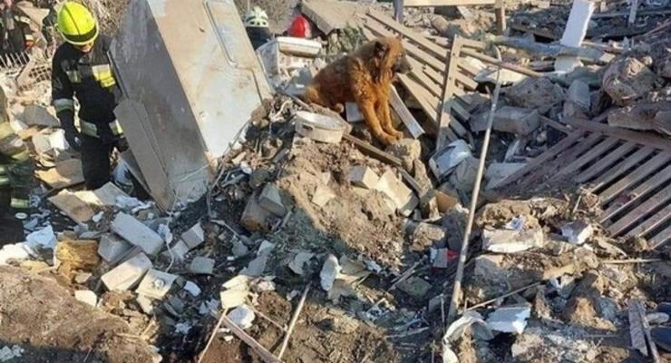 Умер пес Крым, оплакивающий хозяев после ракетного удара в Днепре