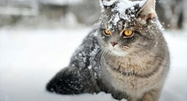 Украинцев предупредили о первом снеге