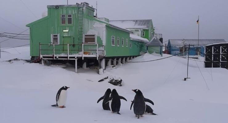 На станции Вернадского пошутили о "нашествии пингвинов"