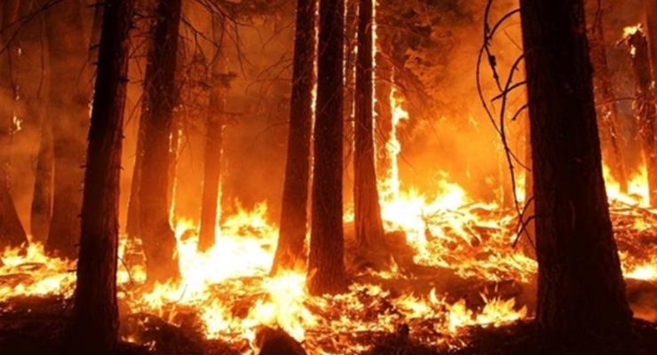 У Чилі вирують лісові пожежі, є загиблі