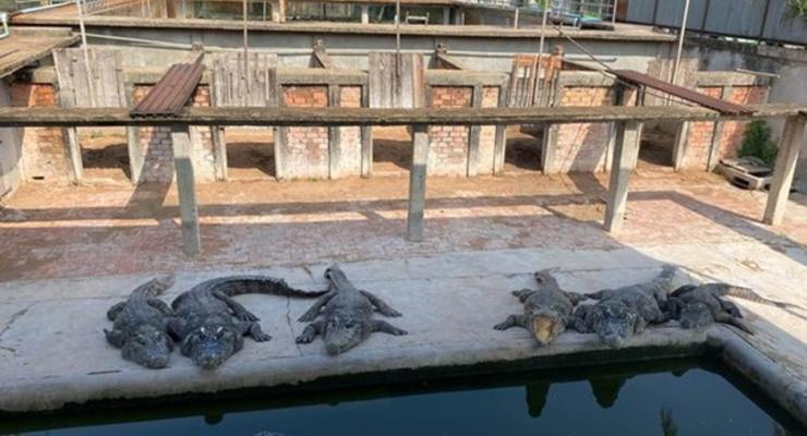 Оторвали руки: 40 крокодилов убили владельца фермы