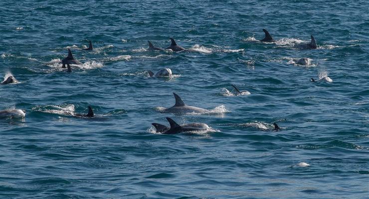 Россия использует дельфинов для защиты своего флота в Севастополе - БР