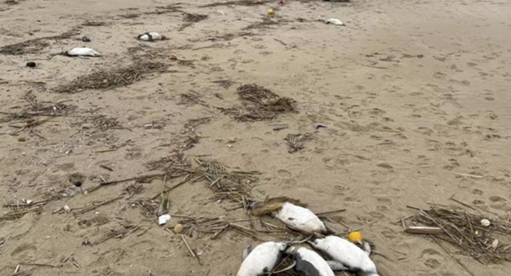Около двух тысяч мертвых пингвинов обнаружили на побережье Уругвая