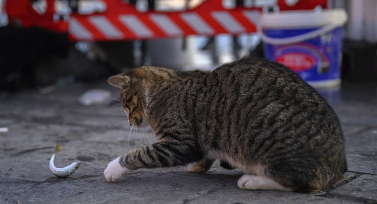 На Рівненщині чоловік вбив кота на очах власниці: поліція оголосила підозру