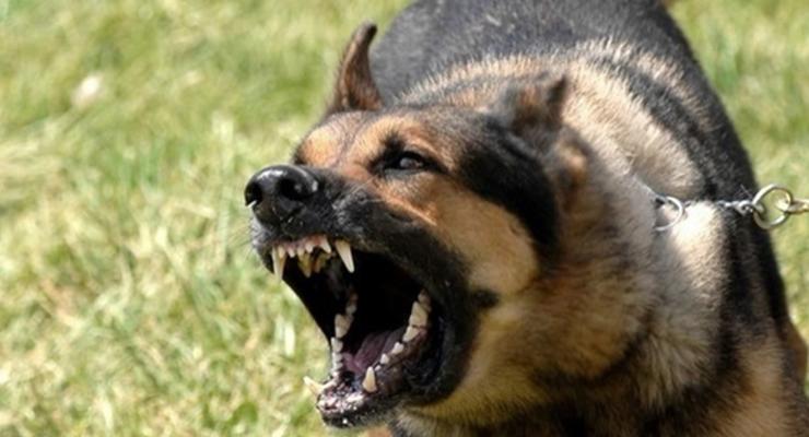Во Львовской области введен карантин из-за бешеной собаки