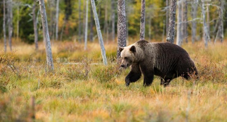 Словакия намерена убить медведей у городов и сел
