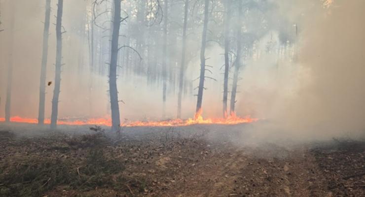 Російські обстріли спричинили велику лісову пожежу на Харківщині