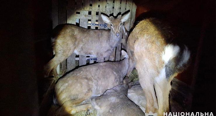 В Киеве задержали мужчину, который перевозил 9 оленей без документов: одно животное погибло