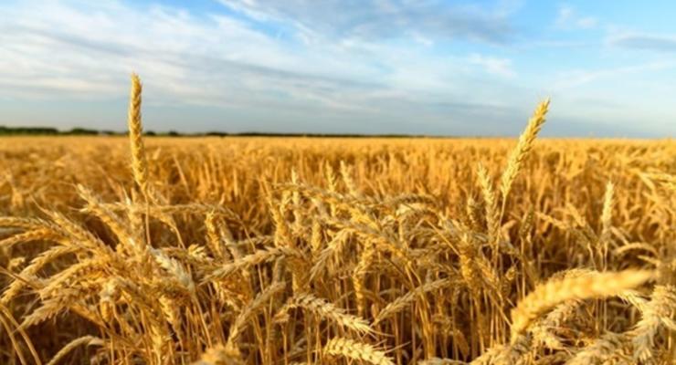 Минагрополитики прогнозирует меньший урожай, чем годом ранее