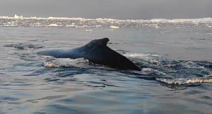 Уникальные кадры: украинские полярники зафиксировали на камеру косаток и горбатых китов