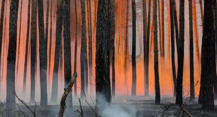 У нацпарку локалізували масштабну лісову пожежу